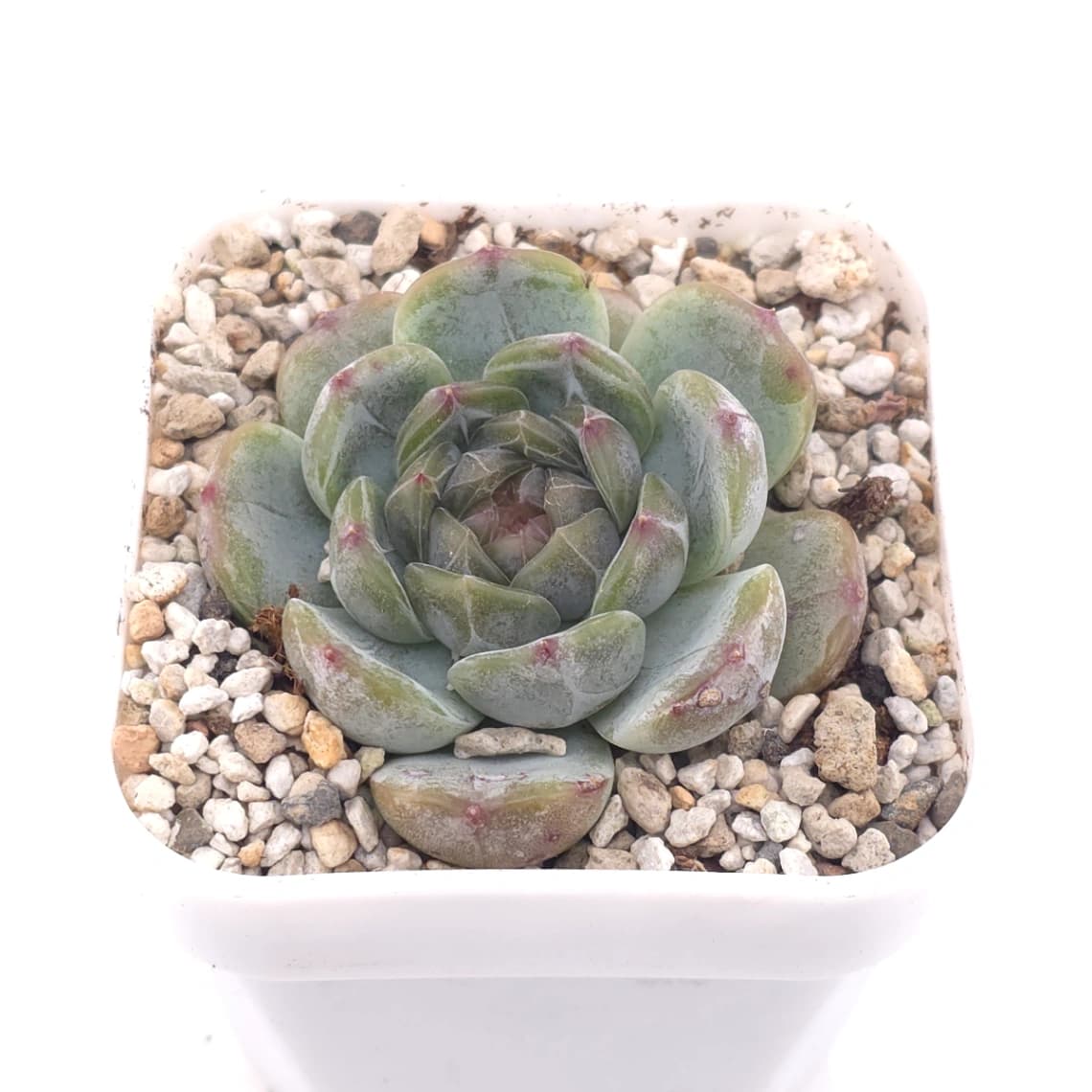 Echeveria ‘Melaco' | 巧克力方磚 - View 1