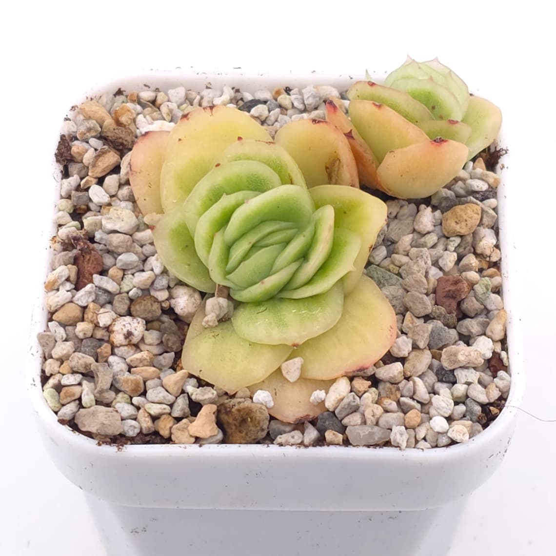 Echeveria 'Ice Rose' | 冰玫瑰 - View 1