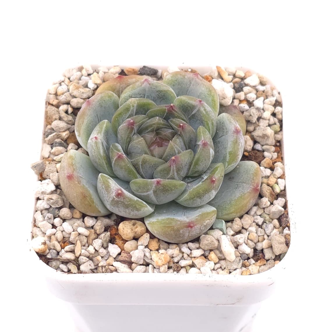 Echeveria ‘Melaco' | 巧克力方磚 - View 1