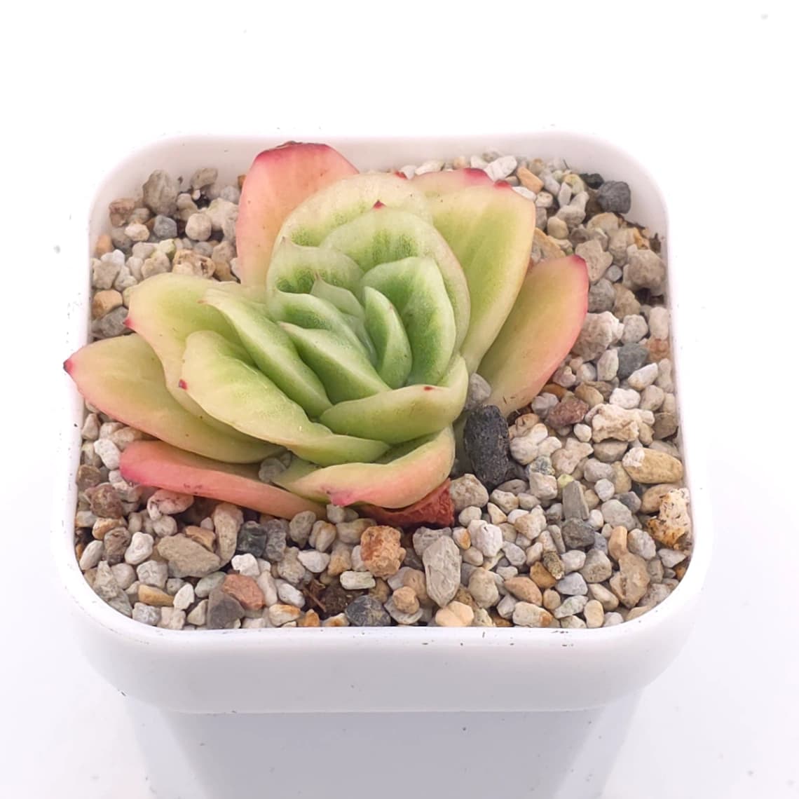Echeveria 'Ice Rose' | 冰玫瑰 - View 1