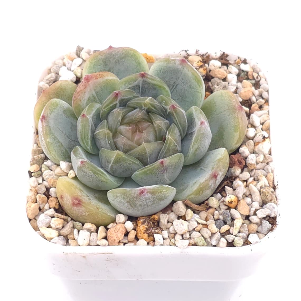 Echeveria ‘Melaco' | 巧克力方磚 - View 1