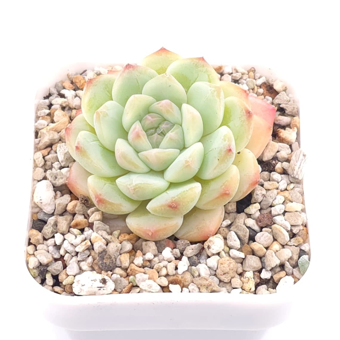 Echeveria elegans ‘Alba’ | 白月影 - View 1