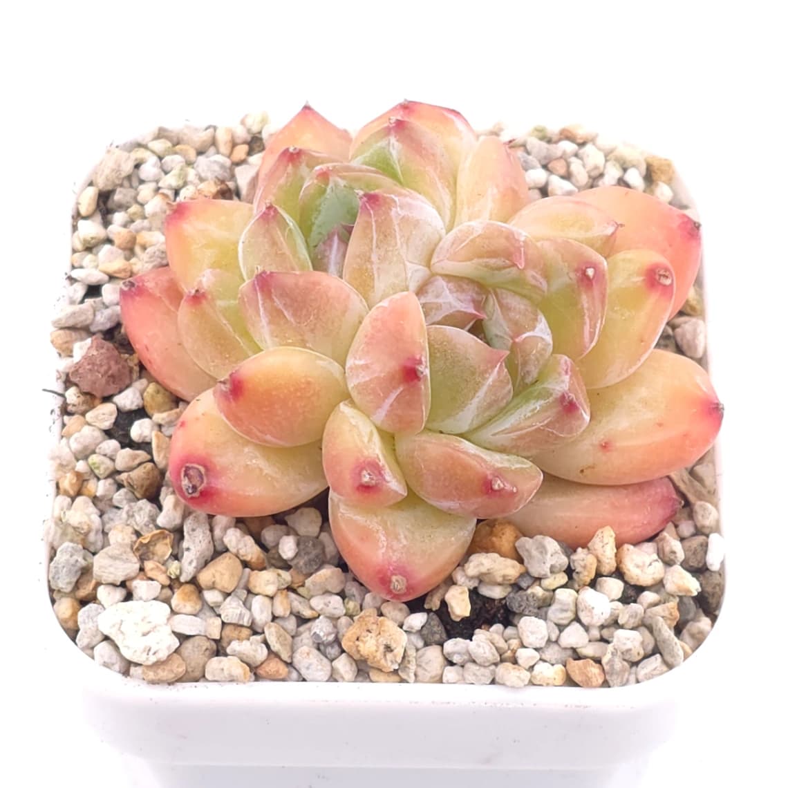 Echeveria 'Praha' | 布拉格