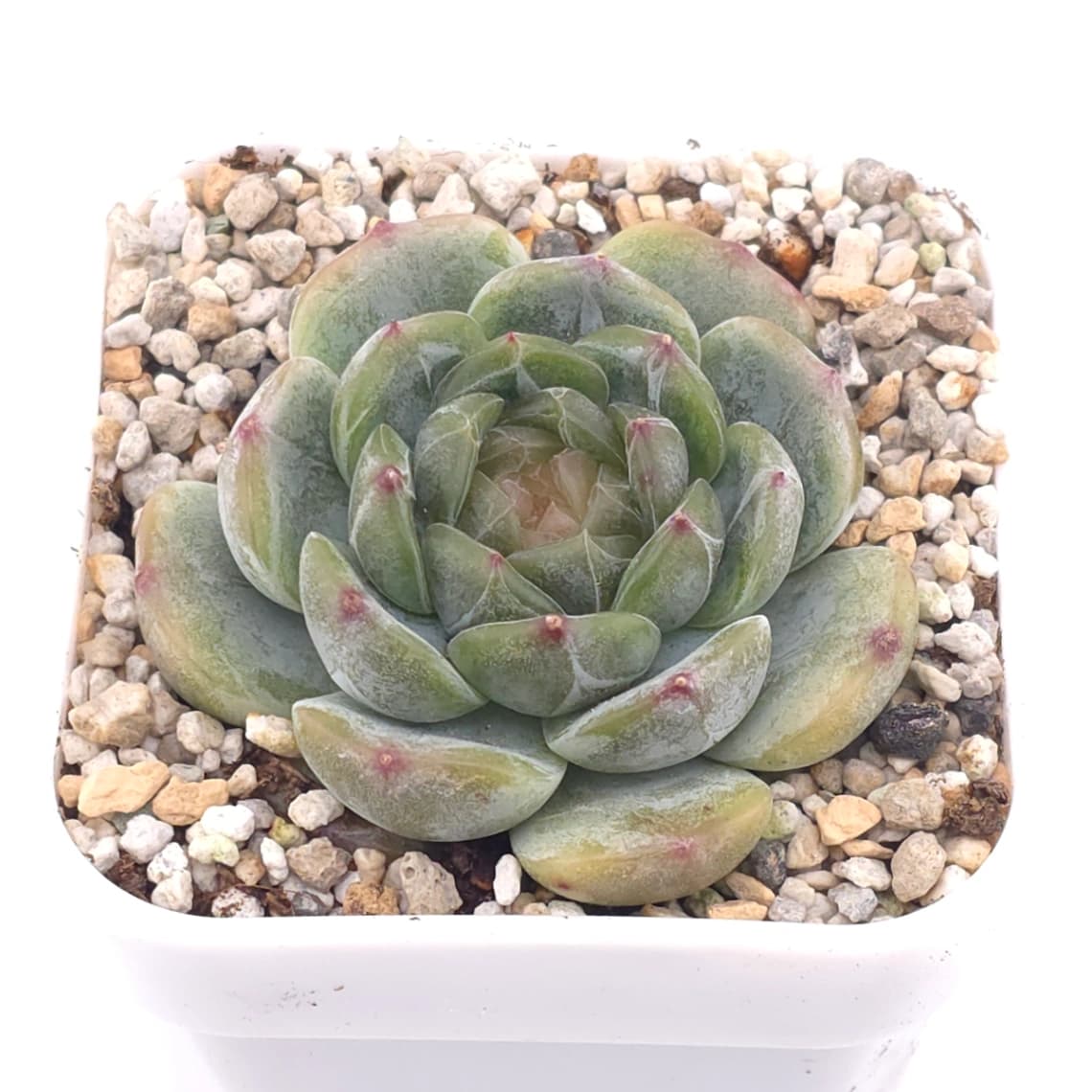 Echeveria ‘Melaco' | 巧克力方磚 - View 1