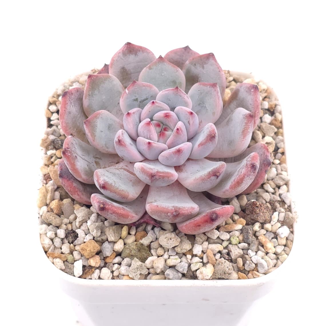 Echeveria ‘Viyant’ | 比安特雪爪 - View 1
