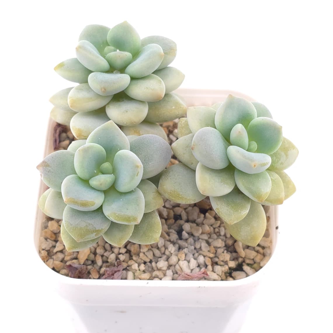Graptosedum ‘Miul / Luo Goddess’ | 洛神 - View 1