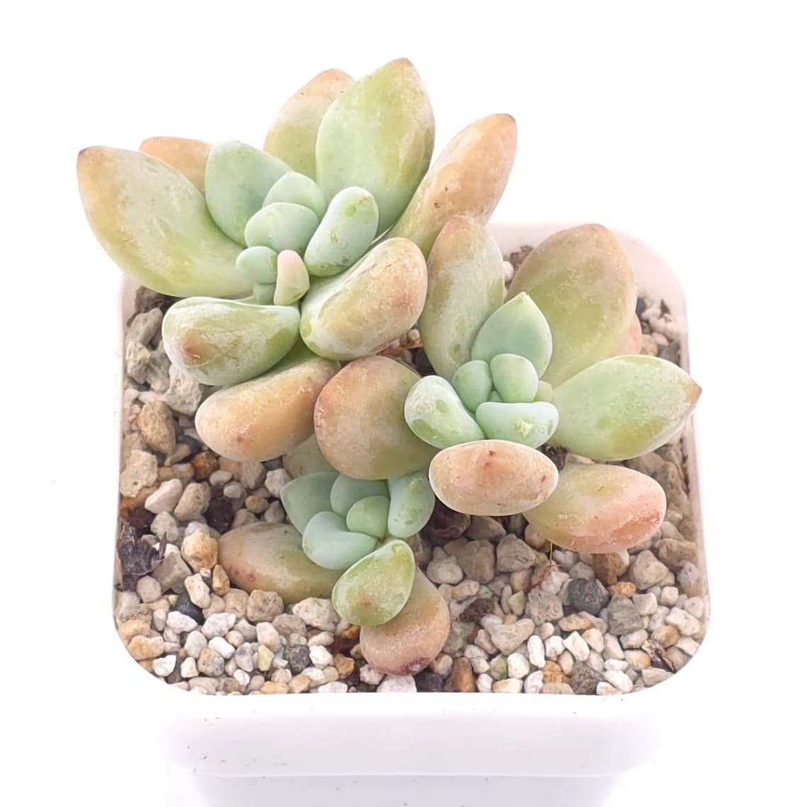 Graptosedum ‘Miul / Luo Goddess’ clustering | 洛神群 - View 1