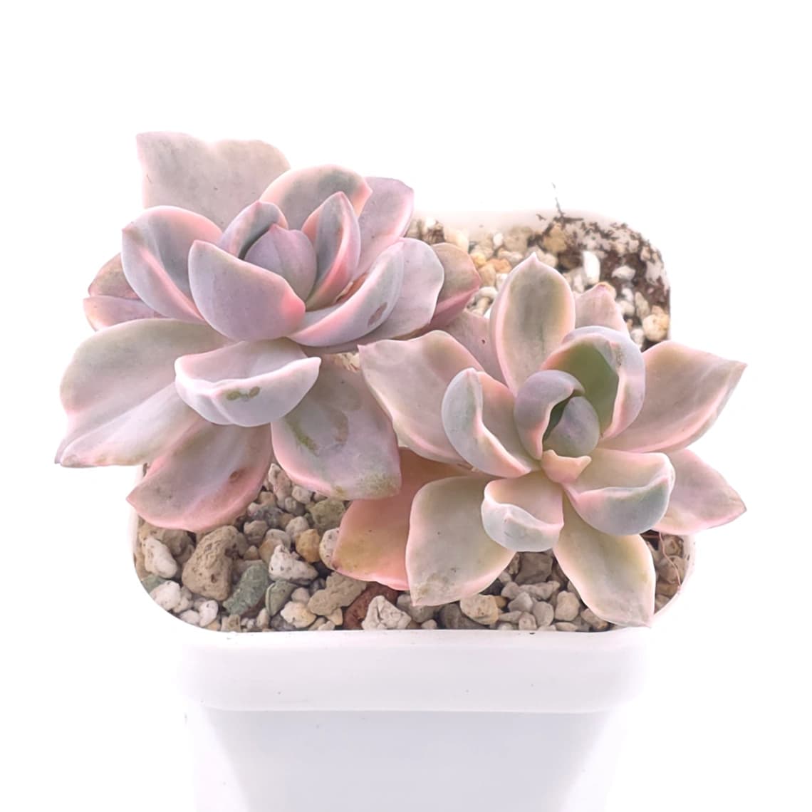 Graptoveria ‘Mrs Richard’ variegated | 彩虹糖錦 - View 1