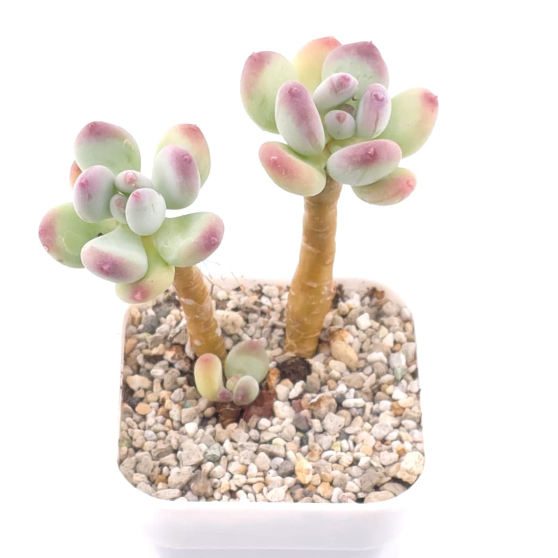 Pachyphytum 'Mikadukibijin' | 三日月美人 - View 1