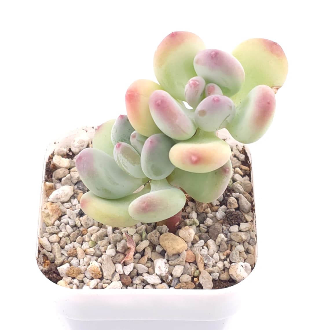 Pachyphytum 'Mikadukibijin' | 三日月美人 - View 1