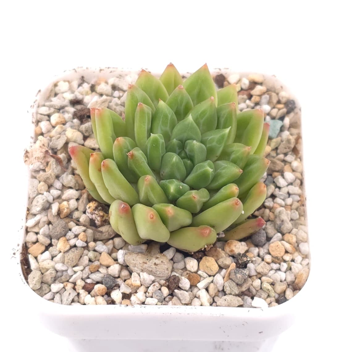 Pachyveria 'Dragonfly' | 蜻蜓 - View 1