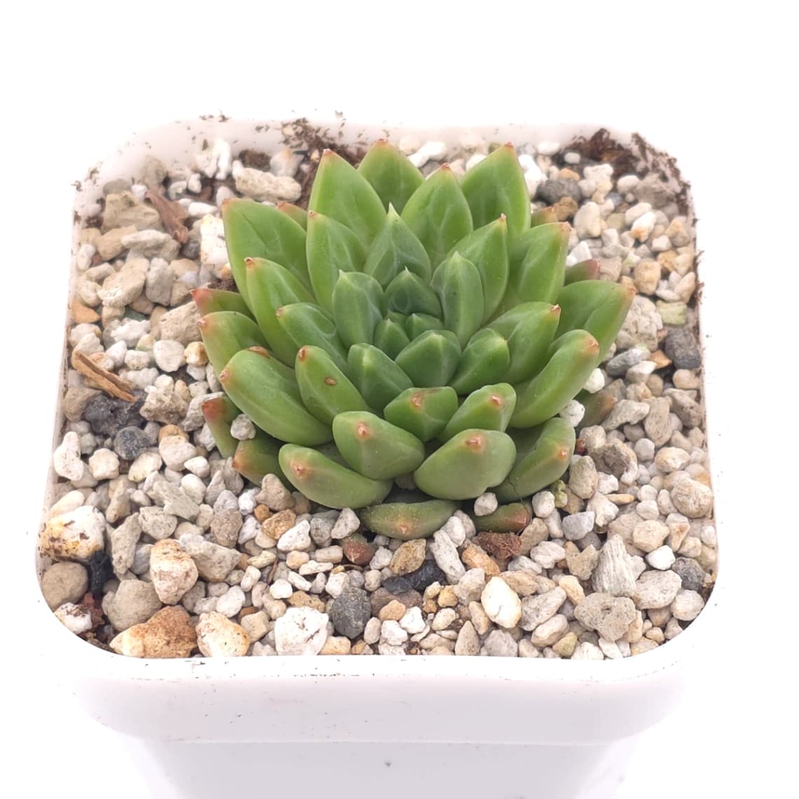 Pachyveria 'Dragonfly' | 蜻蜓 - View 1