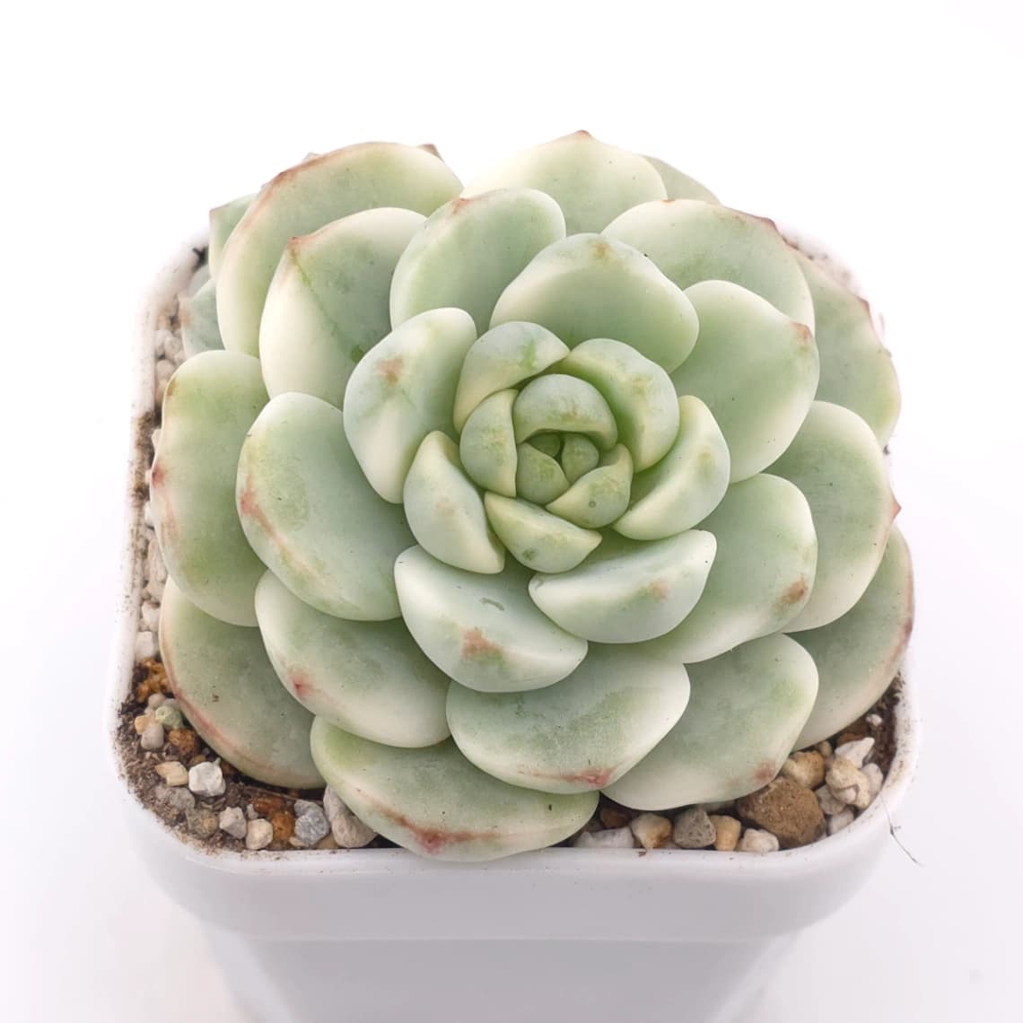 Sedeveria ‘Pudgy’ variegated | 香草比斯錦 - View 1