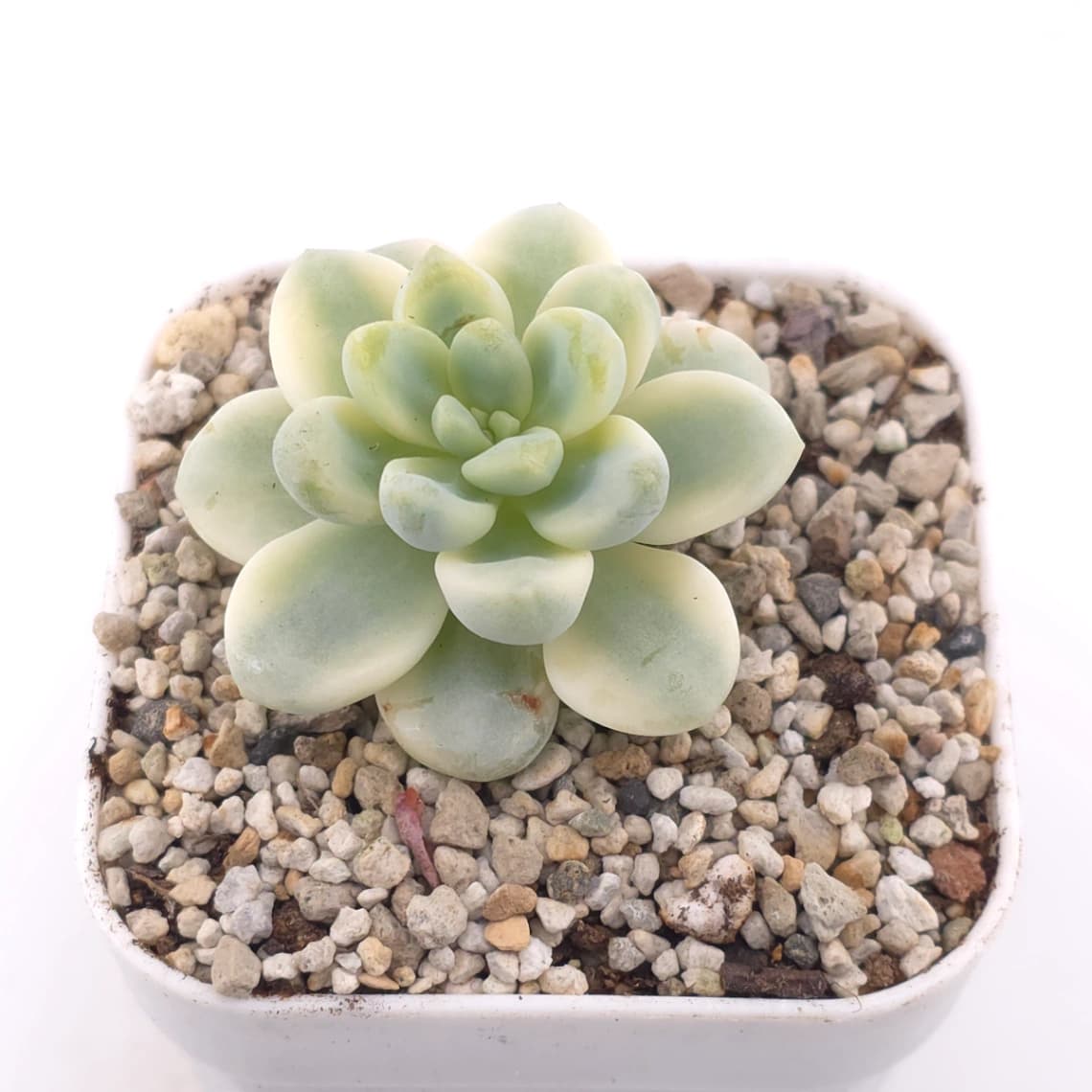 Sedum clavatum variegated | 勞爾錦 - View 1