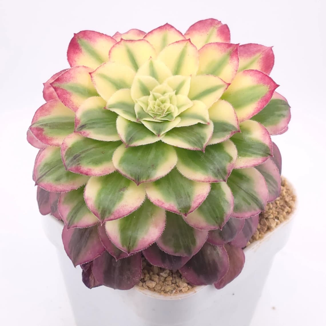 Aeonium 'Carnival' | 嘉年華