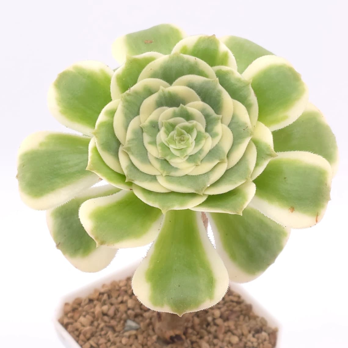 Aeonium ‘Gold Emerald’ | 金翠 - View 1