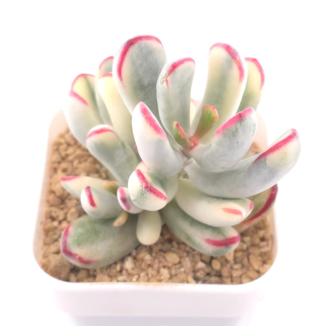 Cotyledon orbiculata cv. variegated (long leaf ver.) | 棒葉福娘錦 - View 1