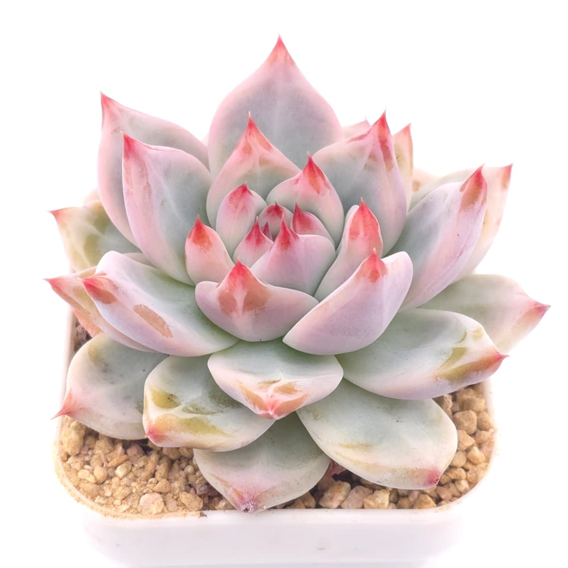 Echeveria colorata | 卡羅拉 - View 1
