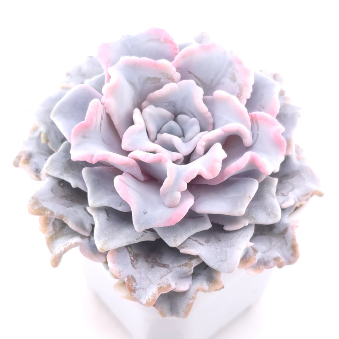 Echeveria ‘Crispate Beauty’ | 芭蕾舞者 - View 1