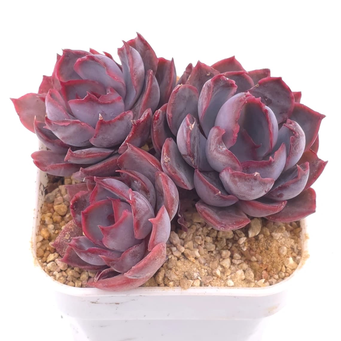 Echeveria ‘Dark Ice’ | 暗冰 - View 1