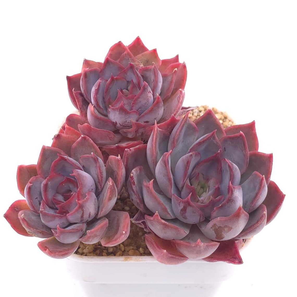Echeveria ‘Dark Ice’ | 暗冰 - View 1