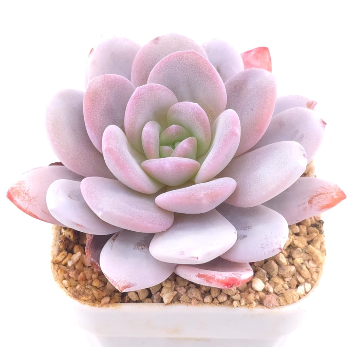 Echeveria laui | 雪蓮 - View 1