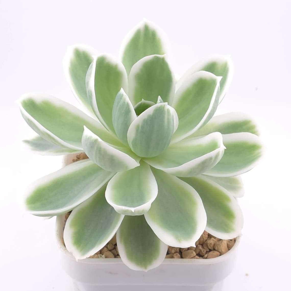Echeveria ‘Lemon Rose’ variegated | 檸檬玫瑰錦 - View 1