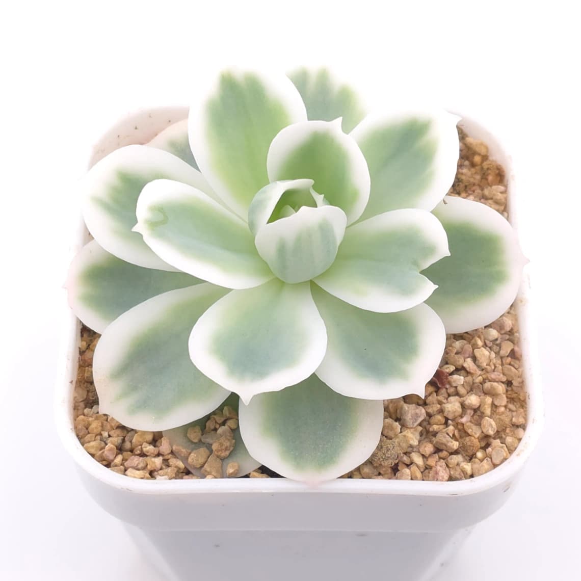 Echeveria ‘Lemon Rose’ variegated | 檸檬玫瑰錦 - View 1