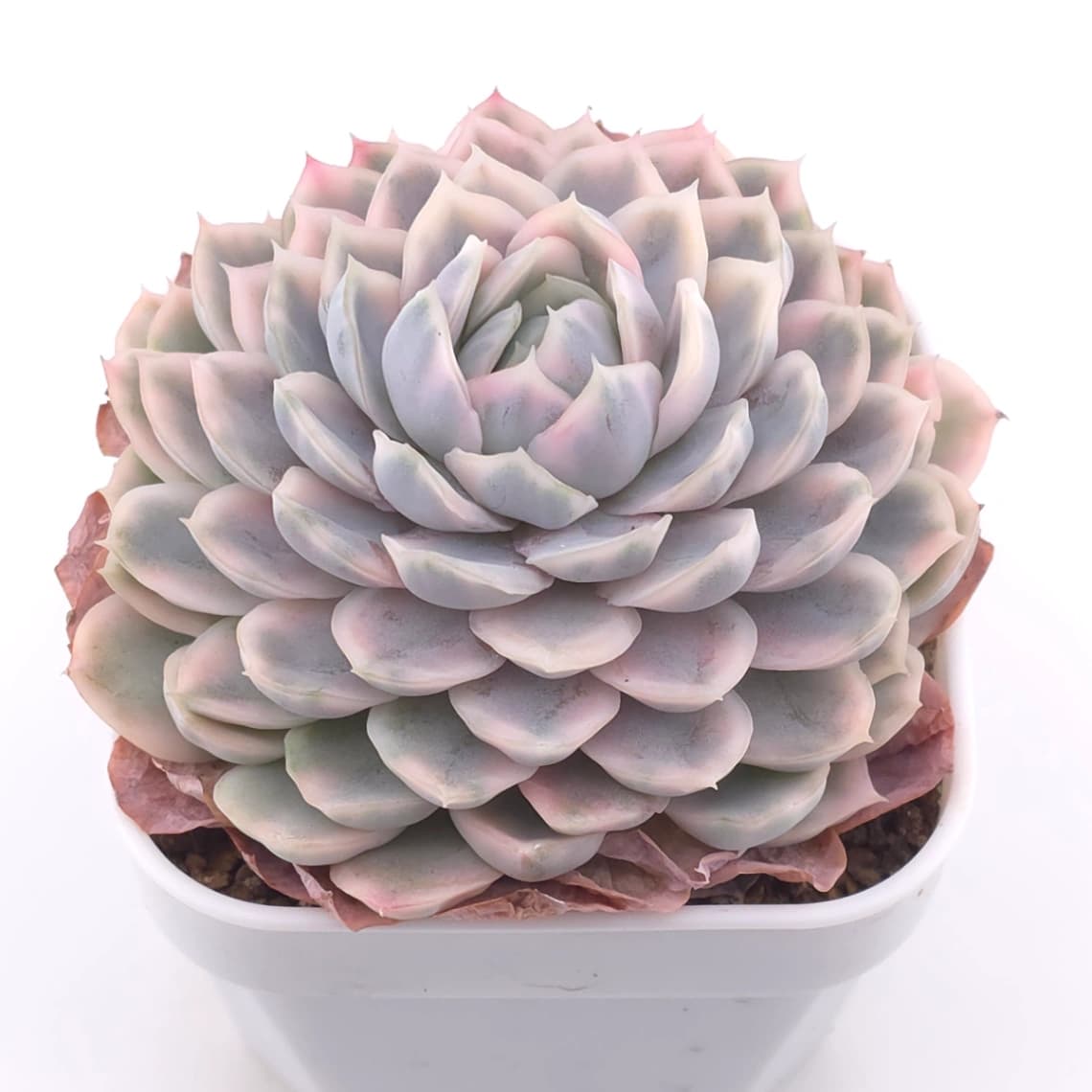Echeveria ‘Mexican Snowball’ variegated | 墨西哥雪球錦 - View 1