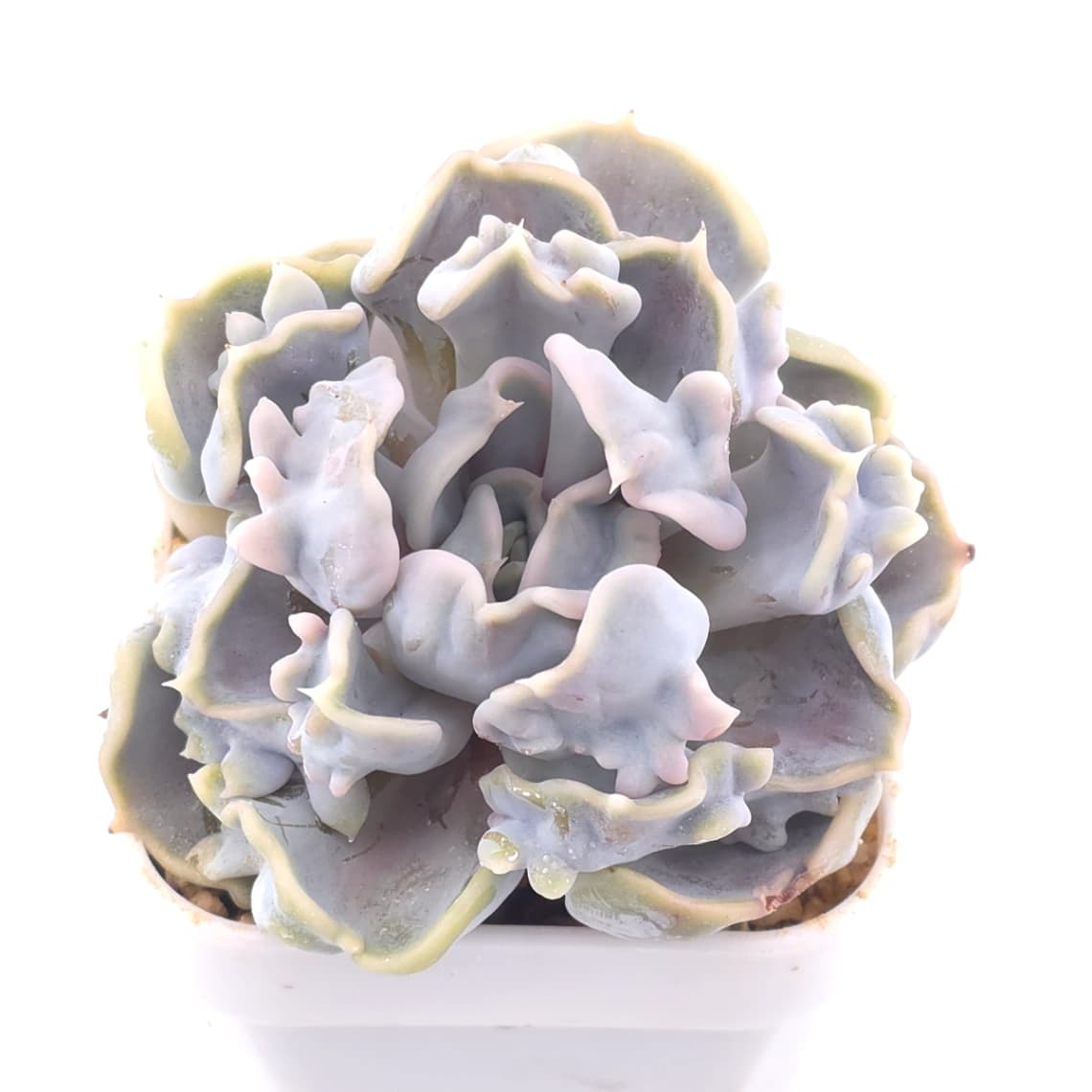 Echeveria ‘Thriller Pearl’ | 戰慄珍珠 - View 1