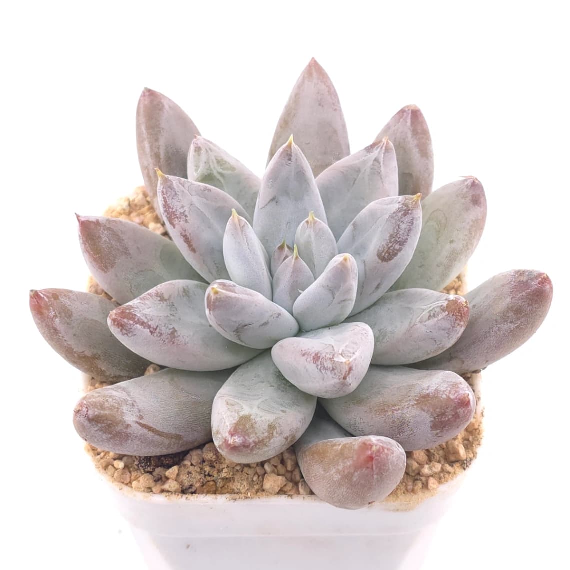 Echeveria tolimanensis | 杜里萬蓮 - View 1