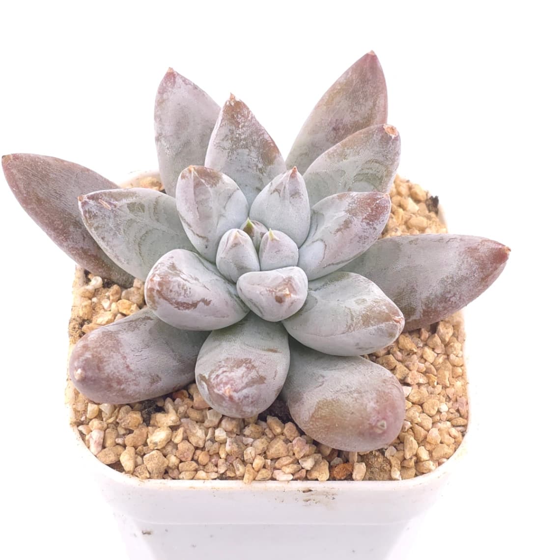 Echeveria tolimanensis | 杜里萬蓮 - View 1