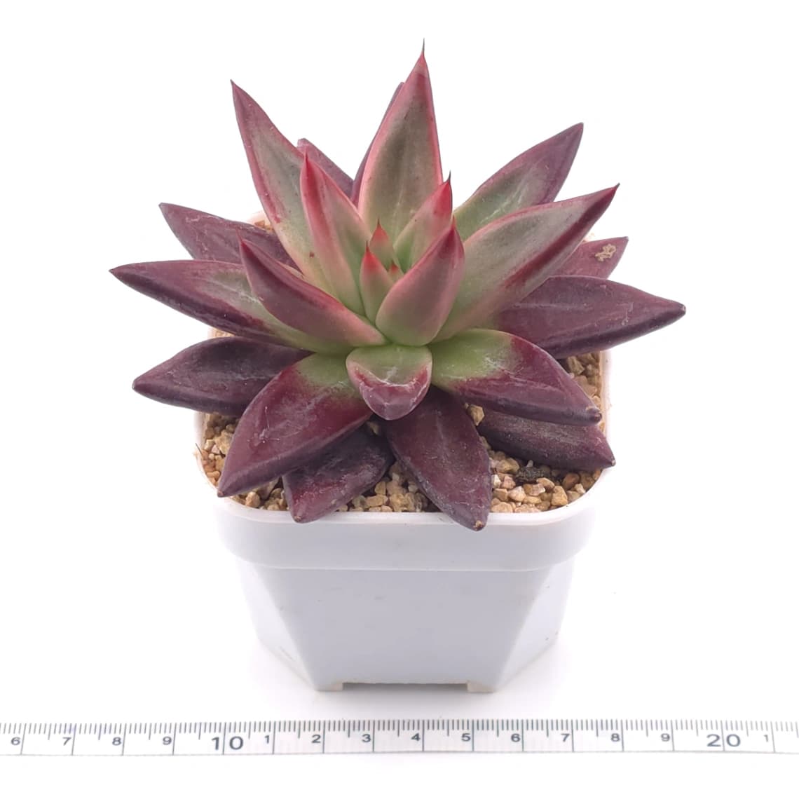 Echeveria 'Red Soul' | 紅魂 - View 1