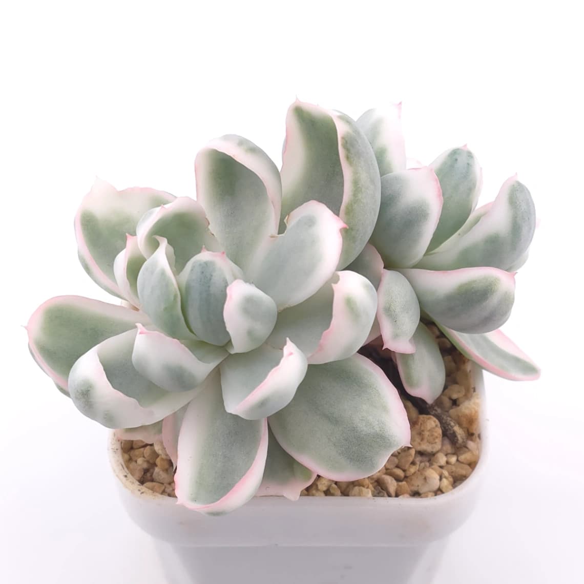 Echeveria 'Berkeley' variegated | 伯克利錦 - View 1