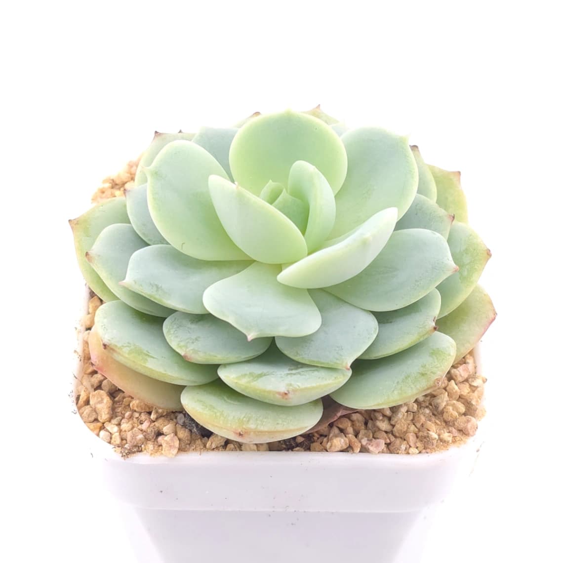 Echeveria 'Derenbergii' | 靜夜 - View 1