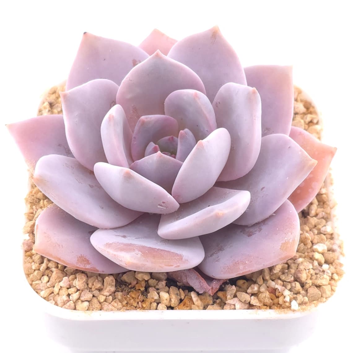 Echeveria 'Murasaki' | 紫樂 - View 1