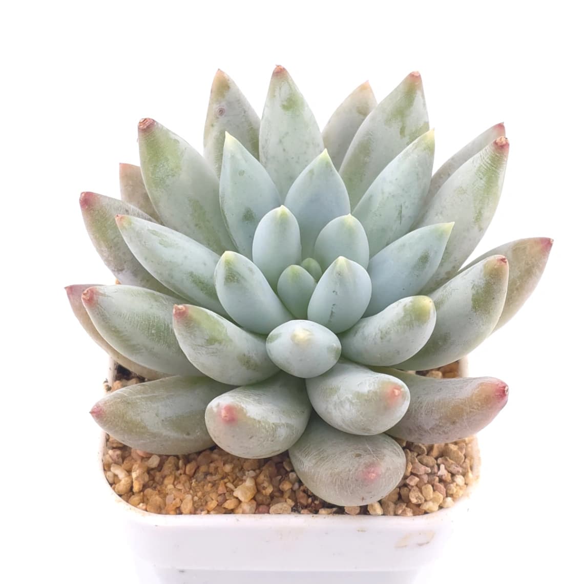 Pachyphytum ‘Angel's Finger’ | 所羅門 - View 1