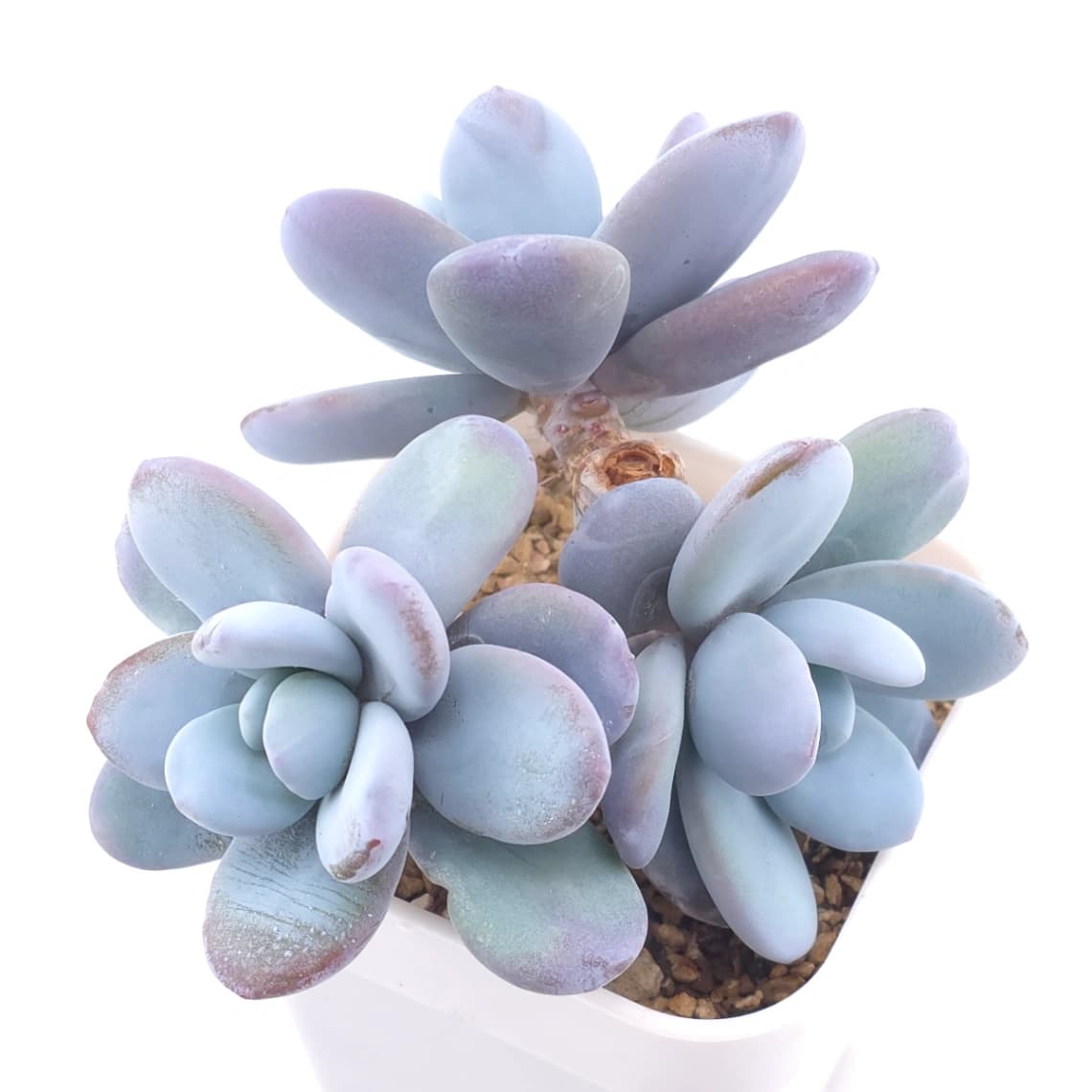 Pachyphytum ‘Snow Beauty' | 雪美人 - View 1