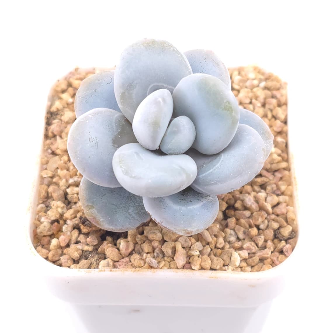 Pachyphytum ‘Cuicatecanum’ | 雪美人 - View 1