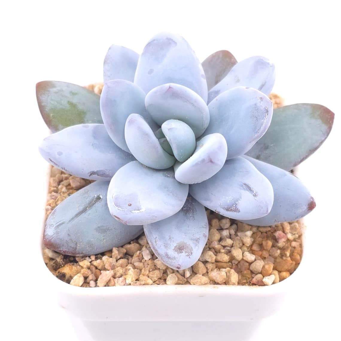 Pachyphytum ‘Snow Beauty' | 雪美人 - View 1