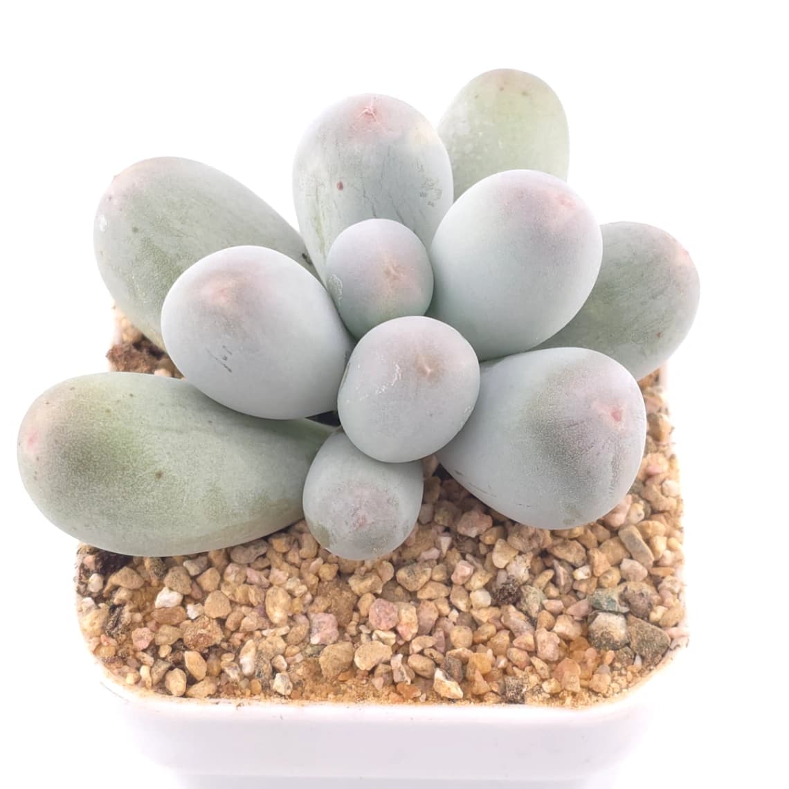 Pachyphytum 'Miko Miin' | 美空 - View 1