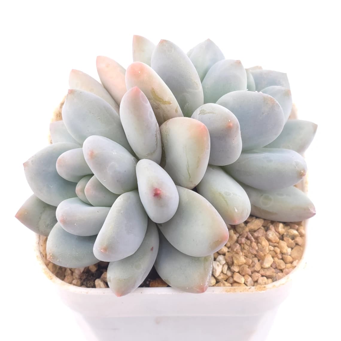 Pachyveria ‘Perfume’ | 香水 - View 1