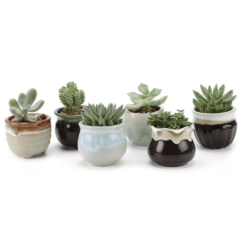 2.5-Inch Candy Style Ceramic Succulent Pots | Set of 6 - View 1